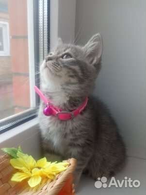 Британские котятки