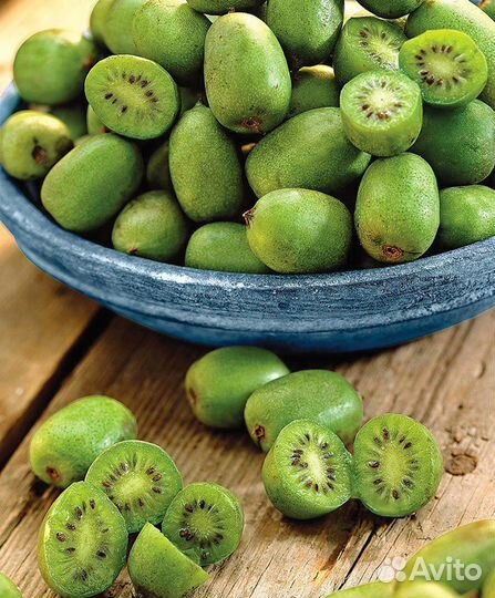 Актинидия мини киви