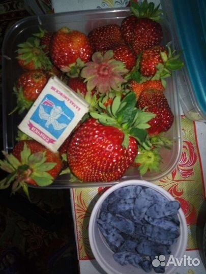 Рассада клубники