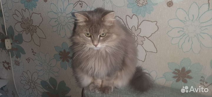 Кошка