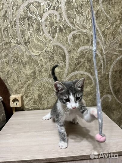 Котенок в добрые руки
