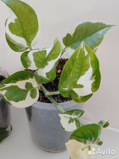 Циссус(березка) и др.комнатные растения