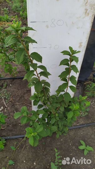 Вишня войлочная