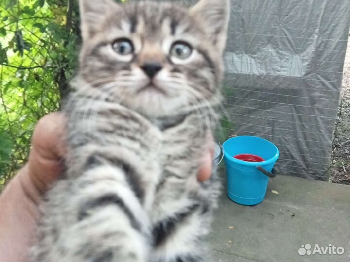Котята отдам в добрые руки бесплатно