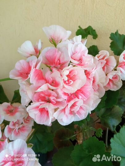 Пеларгония герань