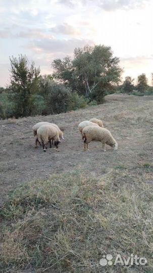 Овцы бараны