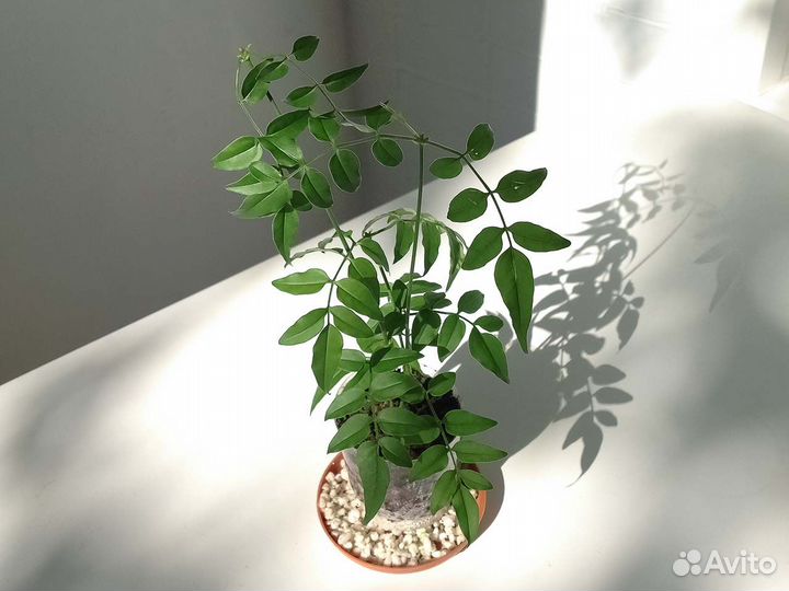 Жасмин комнатный полиантовый