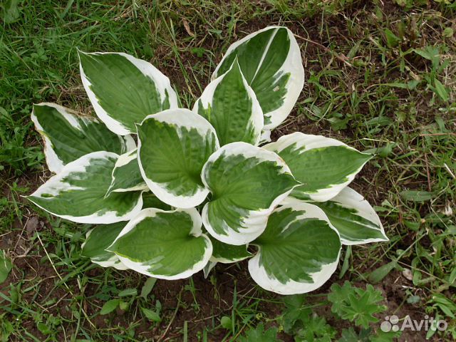 Хоста гибридная Сага