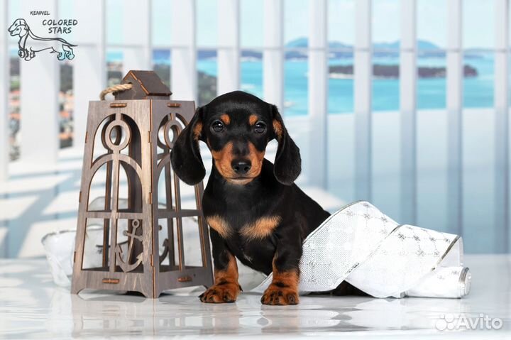 Кроличьи щенки от питомника UCI мальчики