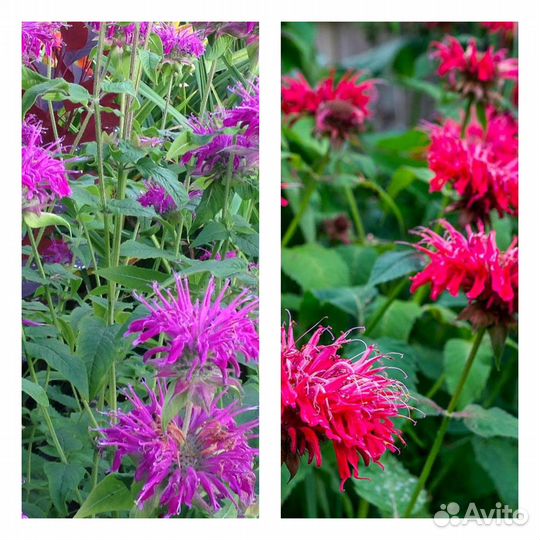 Многолетние цветы