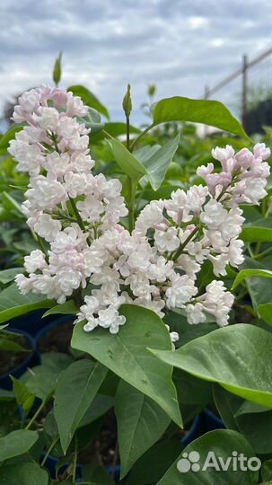 Сирень Красавица Москвы