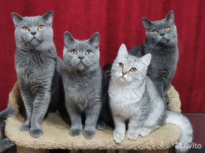 Котята британские