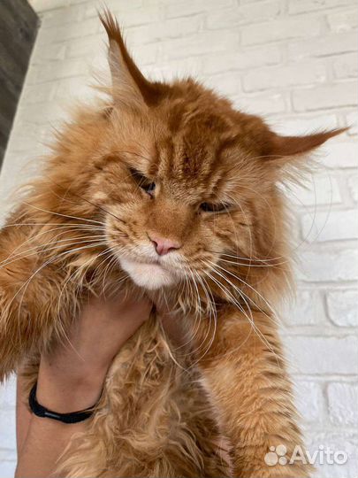 Мейн-кун полидакт вязка