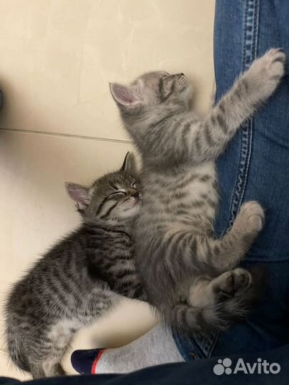 Британские котята бесплатно