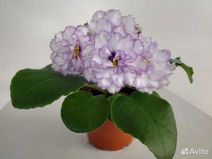 Детки Фиалок