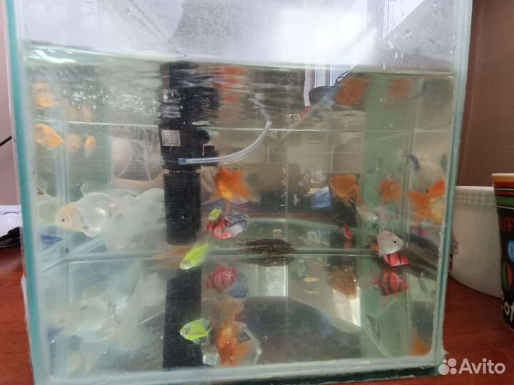 Аквариум с рыбками