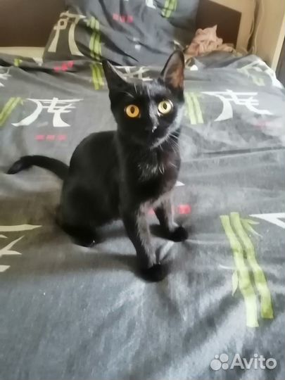 Котята отдам в добрые руки бесплатно