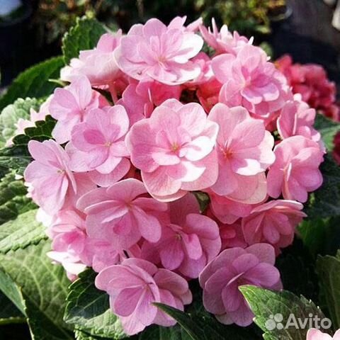 Гортензия крупнолистная Ю энд Ми Фореве