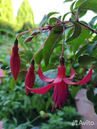 Фуксия укорененная