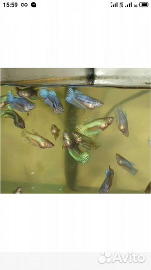 Аквариумные рыбки