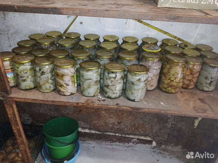 Грибы синеножка