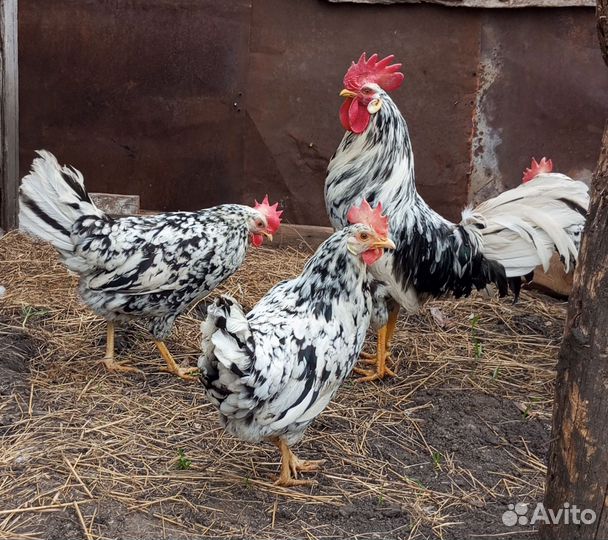 Петух, семья легорнов