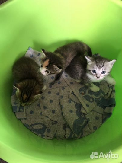 Котята бесплатно