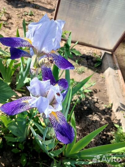 Ирисы бородатые
