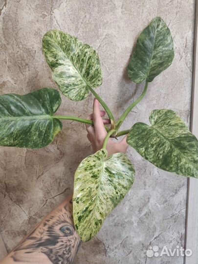 Филодендрон гигантум вариегатный