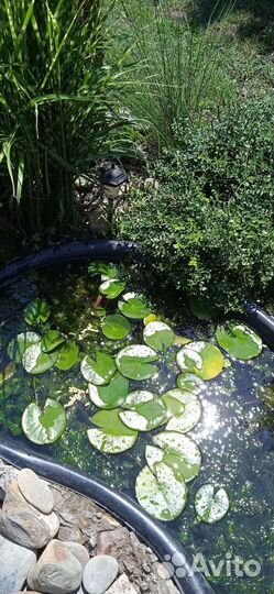 Водяная лилия