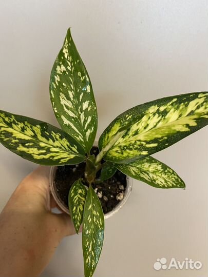 Диффенбахия Стар брайт