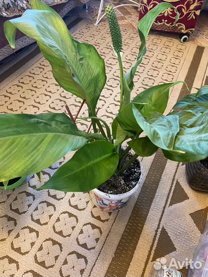 Комнатные растения