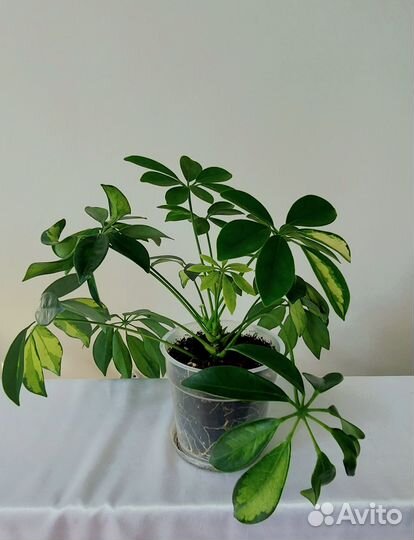 Кротон Шефлера Фикусы Цветы растения комнатные