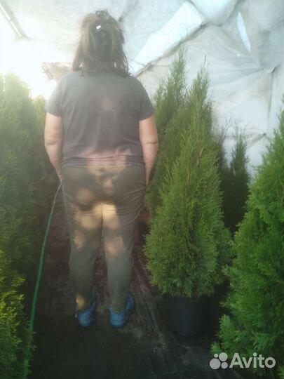 Туя западная