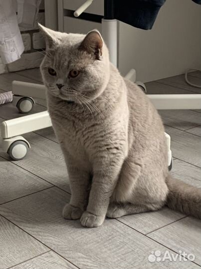 Британский лиловый кот вязка