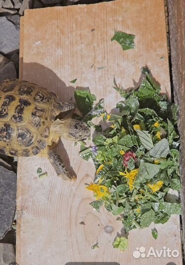 Передержка сухопутных черепах