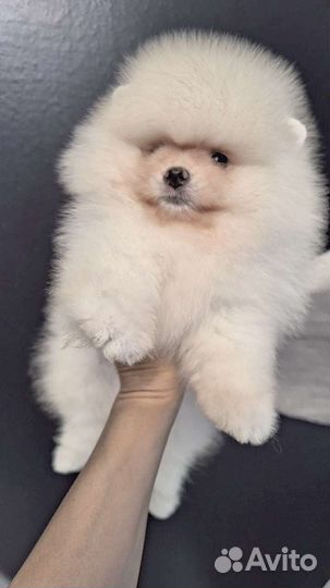 Померанец РКФ