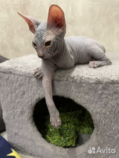 Донской сфинкс котята