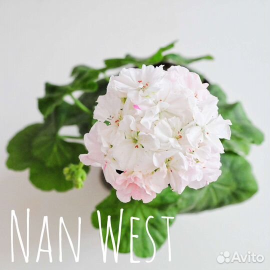 Пеларгония сортовая