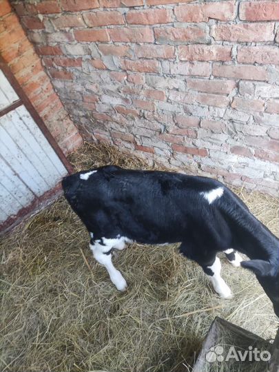 Продаются 2 бычка