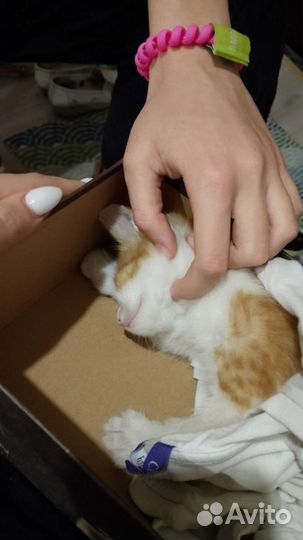 Отдаю котенка бесплатно в хорошие руки