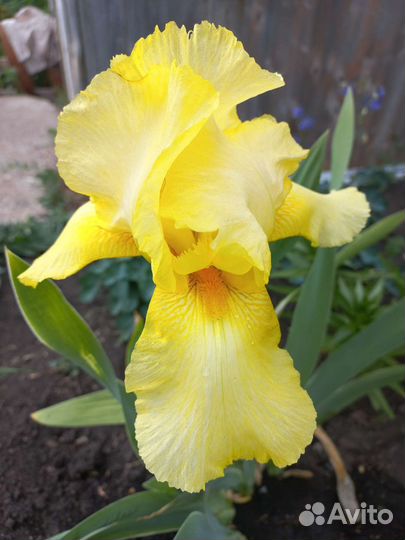 Ирис бородатый сортовой