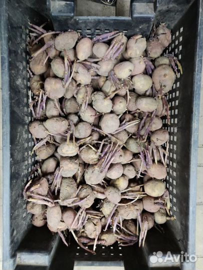 Семенной картофель