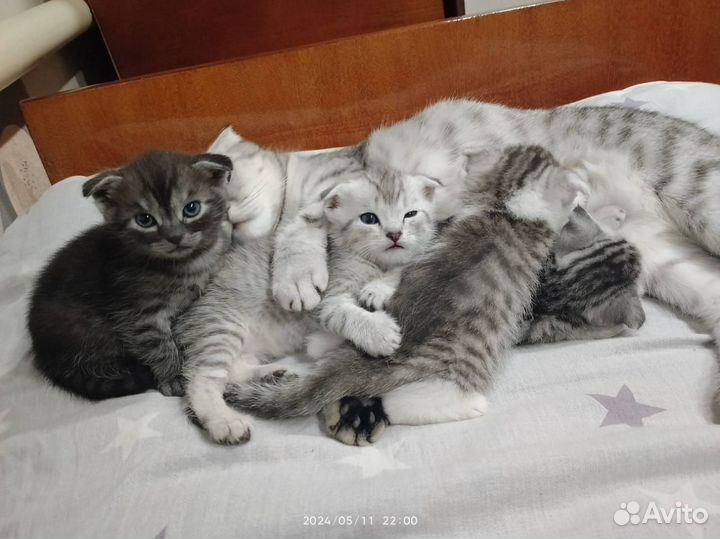 Шотландская вислоухая кошка
