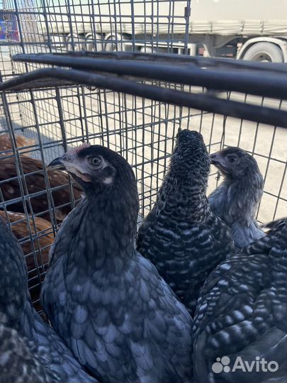 Домашняя пьица