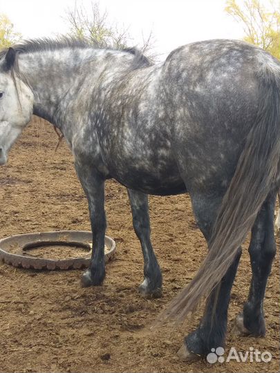 Жеребецы, кобылы