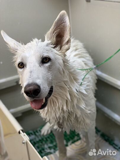 Груминг (стрижка собак и кошек)