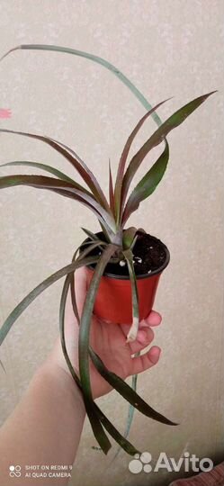 Криптбергия