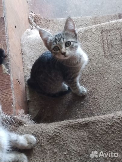 Котята в добрые руки бесплатно