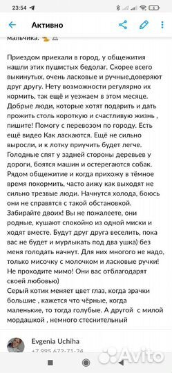 Бездомный кот ищет счастливое будущее